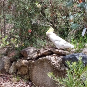 Cacatua galerita at Greenleigh, NSW - 10 Dec 2018 01:49 PM