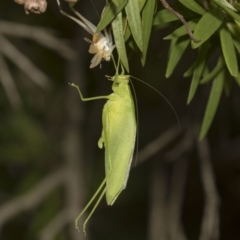 Caedicia simplex (Common Garden Katydid) at Hackett, ACT - 10 Dec 2018 by AlisonMilton