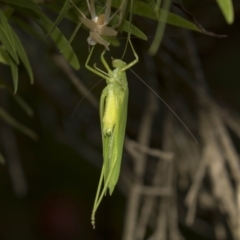 Caedicia simplex at Hackett, ACT - 11 Dec 2018 09:09 AM