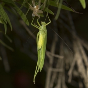 Caedicia simplex at Hackett, ACT - 11 Dec 2018 09:09 AM