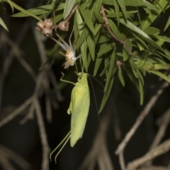 Caedicia simplex at Hackett, ACT - 11 Dec 2018 09:09 AM