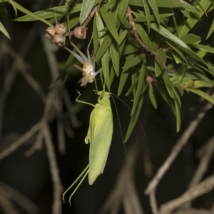 Caedicia simplex at Hackett, ACT - 11 Dec 2018 09:09 AM