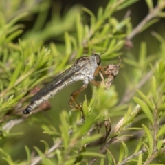 Cerdistus sp. (genus) (Yellow Slender Robber Fly) at Canberra Central, ACT - 10 Dec 2018 by Alison Milton