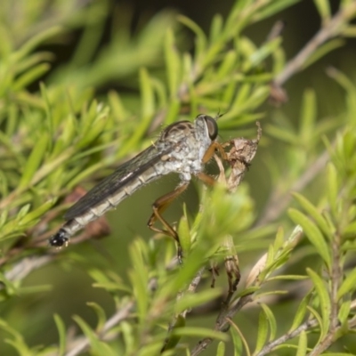 Cerdistus sp. (genus) (Slender Robber Fly) at Canberra Central, ACT - 11 Dec 2018 by AlisonMilton