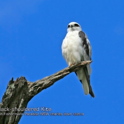 Elanus axillaris (Black-shouldered Kite) at Fishermans Paradise, NSW - 29 Nov 2018 by Charles Dove