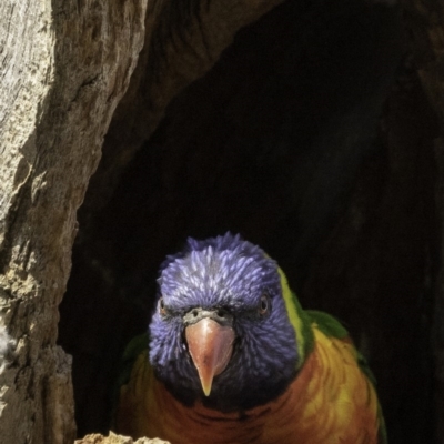 Trichoglossus moluccanus (Rainbow Lorikeet) at GG229 - 8 Dec 2018 by BIrdsinCanberra