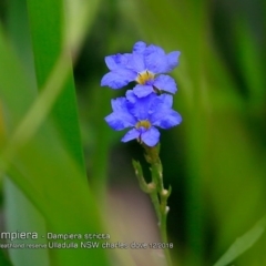 Dampiera stricta (Blue Dampiera) at Ulladulla, NSW - 28 Nov 2018 by CharlesDove