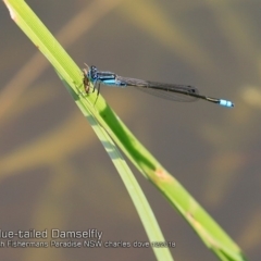 Ischnura heterosticta (Common Bluetail Damselfly) at Lake Conjola, NSW - 30 Nov 2018 by CharlesDove