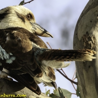 Dacelo novaeguineae (Laughing Kookaburra) at Deakin, ACT - 8 Dec 2018 by BIrdsinCanberra