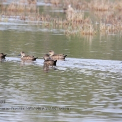 Anas gracilis (Grey Teal) at Lake Conjola, NSW - 29 Nov 2018 by Charles Dove