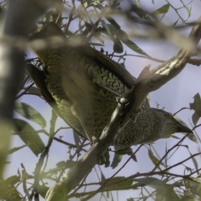 Ptilonorhynchus violaceus (Satin Bowerbird) at Deakin, ACT - 9 Dec 2018 by JonSteinbeck