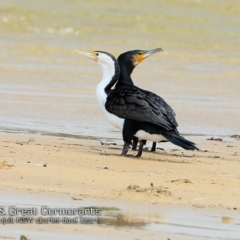 Phalacrocorax carbo (Great Cormorant) at Cunjurong Point, NSW - 3 Dec 2018 by CharlesDove