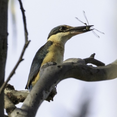 Todiramphus sanctus (Sacred Kingfisher) at Deakin, ACT - 9 Dec 2018 by JonSteinbeck