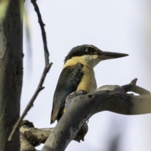 Todiramphus sanctus at Deakin, ACT - 9 Dec 2018 07:34 AM