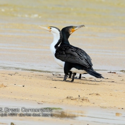 Phalacrocorax varius (Pied Cormorant) at Cunjurong Point, NSW - 3 Dec 2018 by CharlesDove