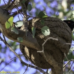Corcorax melanorhamphos (White-winged Chough) at Deakin, ACT - 9 Dec 2018 by JonSteinbeck
