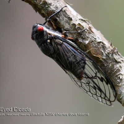 Psaltoda moerens (Redeye cicada) at Ulladulla, NSW - 4 Dec 2018 by CharlesDove