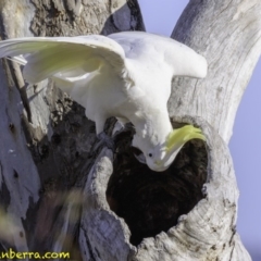 Cacatua galerita (Sulphur-crested Cockatoo) at Deakin, ACT - 9 Dec 2018 by JonSteinbeck