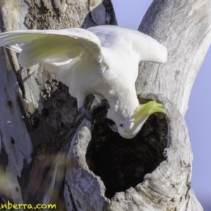 Cacatua galerita at Deakin, ACT - 9 Dec 2018 08:09 AM