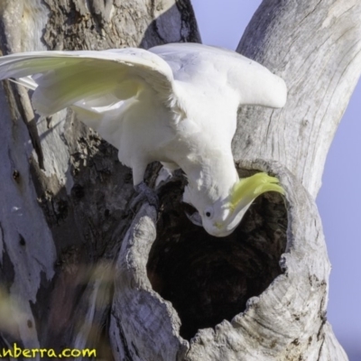 Cacatua galerita (Sulphur-crested Cockatoo) at Deakin, ACT - 9 Dec 2018 by JonSteinbeck