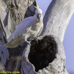 Cacatua galerita at Deakin, ACT - 9 Dec 2018 08:09 AM