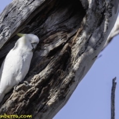 Cacatua galerita (Sulphur-crested Cockatoo) at Red Hill, ACT - 9 Dec 2018 by JonSteinbeck