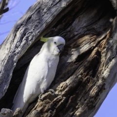 Cacatua galerita at Red Hill, ACT - 9 Dec 2018