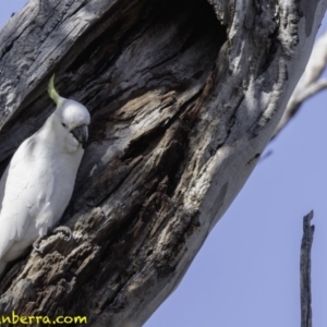 Cacatua galerita at Red Hill, ACT - 9 Dec 2018