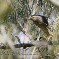 Butorides striata (Striated Heron) at Conjola, NSW - 30 Nov 2018 by CharlesDove