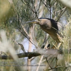 Butorides striata (Striated Heron) at Conjola, NSW - 29 Nov 2018 by Charles Dove