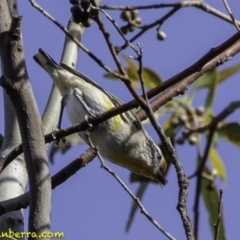 Pardalotus striatus (Striated Pardalote) at Deakin, ACT - 9 Dec 2018 by JonSteinbeck