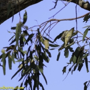 Pardalotus striatus at Deakin, ACT - 9 Dec 2018