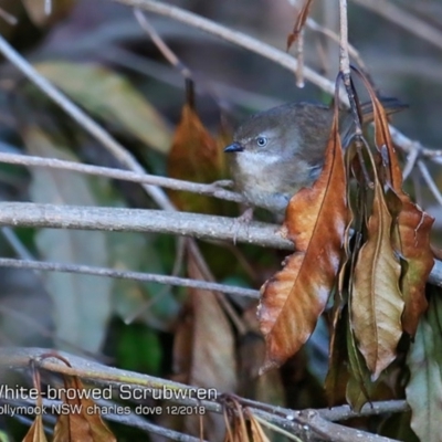 Sericornis frontalis (White-browed Scrubwren) at Mollymook, NSW - 2 Dec 2018 by CharlesDove