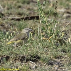 Acanthiza chrysorrhoa (Yellow-rumped Thornbill) at Deakin, ACT - 9 Dec 2018 by JonSteinbeck