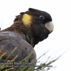 Zanda funerea (Yellow-tailed Black-Cockatoo) at Ulladulla, NSW - 3 Dec 2018 by Charles Dove