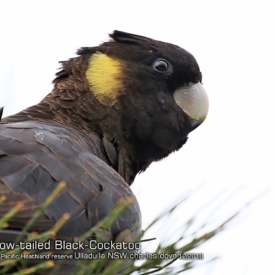 Zanda funerea (Yellow-tailed Black-Cockatoo) at Ulladulla, NSW - 4 Dec 2018 by CharlesDove