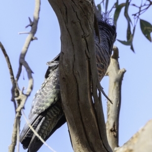 Callocephalon fimbriatum at Deakin, ACT - suppressed