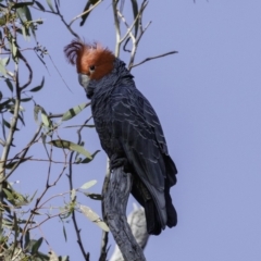 Callocephalon fimbriatum (Gang-gang Cockatoo) at Deakin, ACT - 9 Dec 2018 by JonSteinbeck