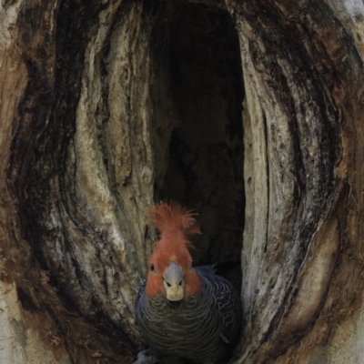 Callocephalon fimbriatum (Gang-gang Cockatoo) at Red Hill, ACT - 9 Dec 2018 by JonSteinbeck