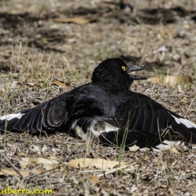 Strepera graculina (Pied Currawong) at Hughes, ACT - 9 Dec 2018 by BIrdsinCanberra