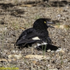 Strepera graculina at Hughes, ACT - 9 Dec 2018