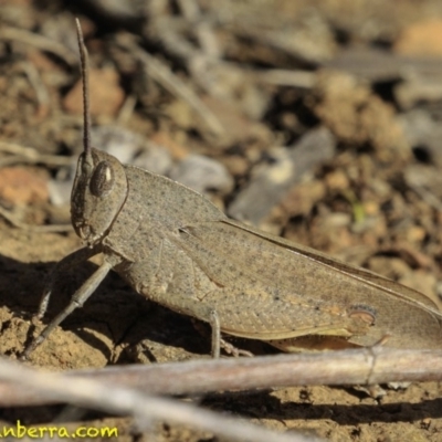 Goniaea carinata (Black kneed gumleaf grasshopper) at Deakin, ACT - 9 Dec 2018 by JonSteinbeck