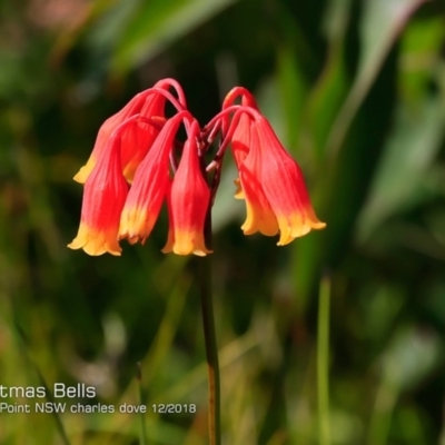 Blandfordia nobilis (Christmas Bells) at Dolphin Point, NSW - 7 Dec 2018 by CharlesDove