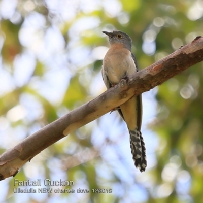 Cacomantis flabelliformis (Fan-tailed Cuckoo) at Ulladulla, NSW - 9 Dec 2018 by CharlesDove