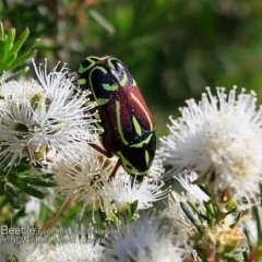 Eupoecila australasiae (Fiddler Beetle) at Meroo National Park - 9 Dec 2018 by CharlesDove