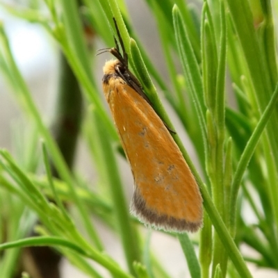 Parergophela melirrhoa (A concealer moth) at Theodore, ACT - 11 Dec 2018 by Owen