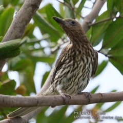 Sphecotheres vieilloti (Australasian Figbird) at Mollymook, NSW - 8 Dec 2018 by CharlesDove