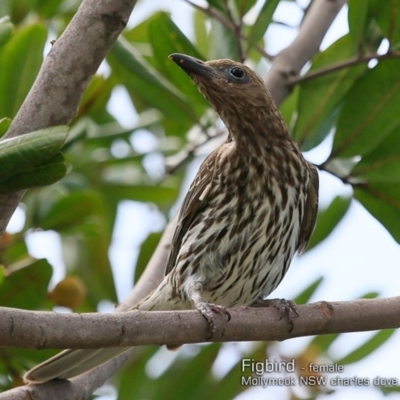 Sphecotheres vieilloti (Australasian Figbird) at Mollymook, NSW - 8 Dec 2018 by CharlesDove