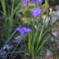 Thysanotus sp. at Meroo National Park - 3 Dec 2018 by CharlesDove