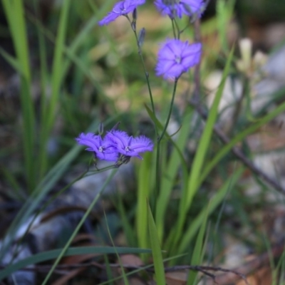 Thysanotus sp. at Meroo National Park - 3 Dec 2018 by CharlesDove